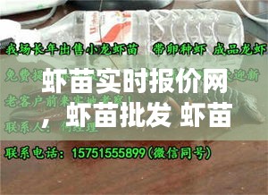 虾苗实时报价网，虾苗批发 虾苗价格 