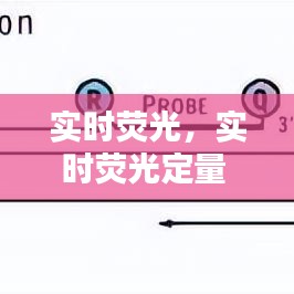实时荧光，实时荧光定量 