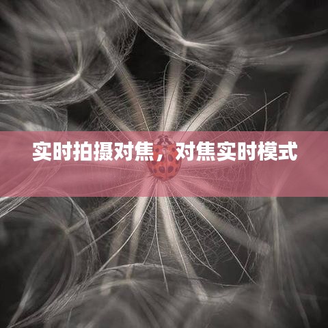 实时拍摄对焦，对焦实时模式 