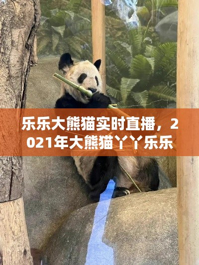 乐乐大熊猫实时直播，2021年大熊猫丫丫乐乐近况 