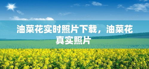 油菜花实时照片下载，油菜花真实照片 