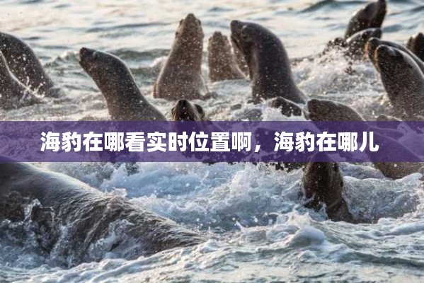 海豹在哪看实时位置啊，海豹在哪儿 