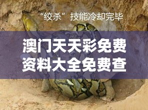 澳门天天彩免费资料大全免费查询狼披羊皮,蛇藏龟壳：伪装技巧与心理战术