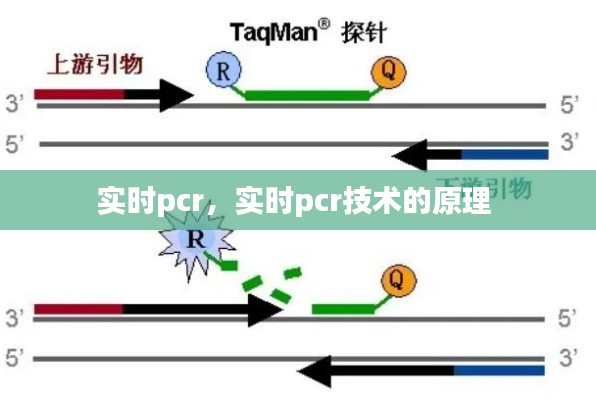 实时pcr，实时pcr技术的原理 