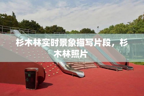 杉木林实时景象描写片段，杉木林照片 