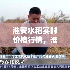 淮安水稻实时价格行情,淮安水稻收割时间表2020年