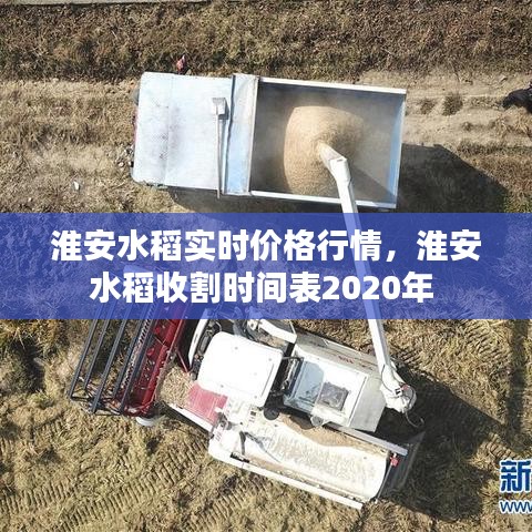 淮安水稻实时价格行情,淮安水稻收割时间表2020年
