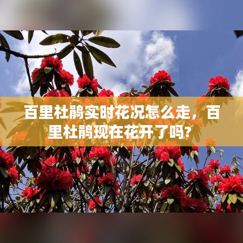 百里杜鹃实时花况怎么走，百里杜鹃现在花开了吗? 