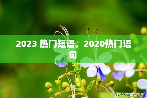 2023 热门短语，2020热门语句 