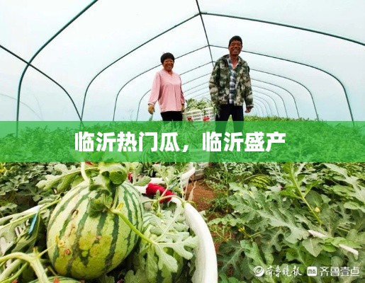 临沂热门瓜，临沂盛产 