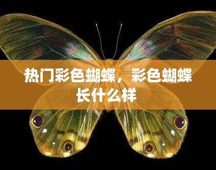 热门彩色蝴蝶，彩色蝴蝶长什么样 