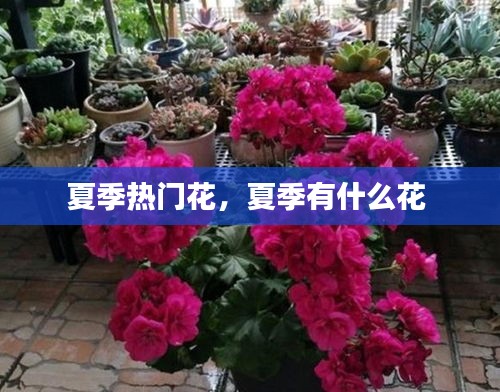 夏季热门花，夏季有什么花 