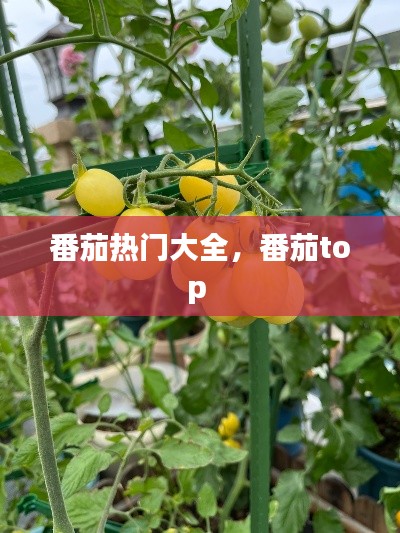 番茄热门大全，番茄top 