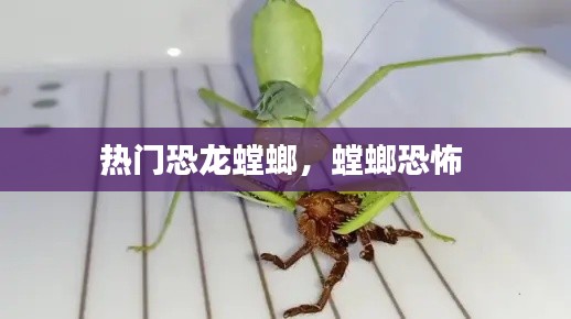 热门恐龙螳螂，螳螂恐怖 