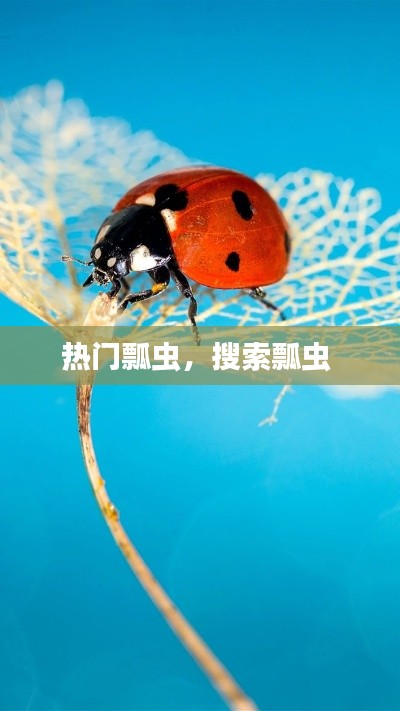 热门瓢虫，搜索瓢虫 