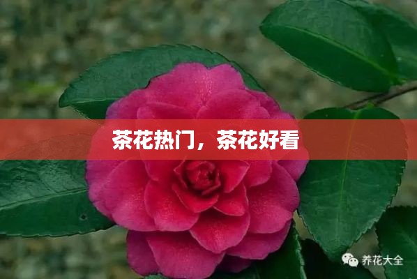 茶花热门，茶花好看 