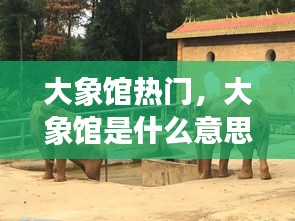大象馆热门，大象馆是什么意思 