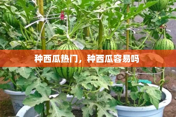 种西瓜热门，种西瓜容易吗 