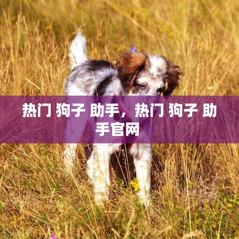 热门 狗子 助手，热门 狗子 助手官网 