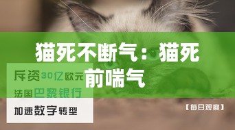 猫死不断气：猫死前喘气 