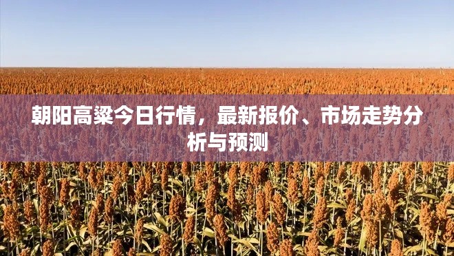 朝阳高粱今日行情，最新报价、市场走势分析与预测