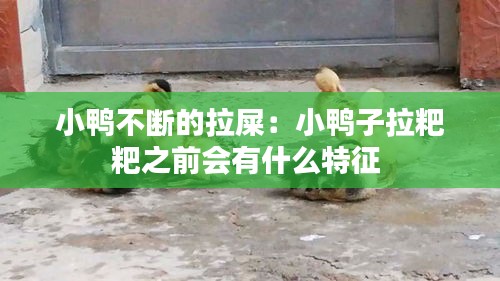 小鸭不断的拉屎:小鸭子拉粑粑之前会有什么特征