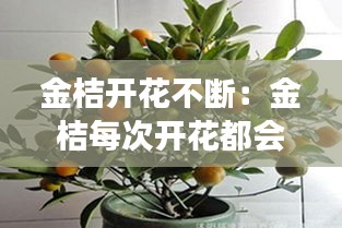 金桔开花不断：金桔每次开花都会结果吗 
