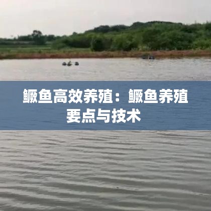 鳜鱼高效养殖：鳜鱼养殖要点与技术 