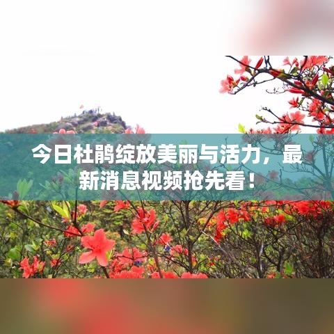 今日杜鹃绽放美丽与活力，最新消息视频抢先看！