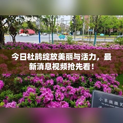 今日杜鹃绽放美丽与活力,最新消息视频抢先看!