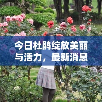 今日杜鹃绽放美丽与活力,最新消息视频抢先看!