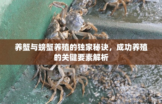 养蟹与螃蟹养殖的独家秘诀，成功养殖的关键要素解析