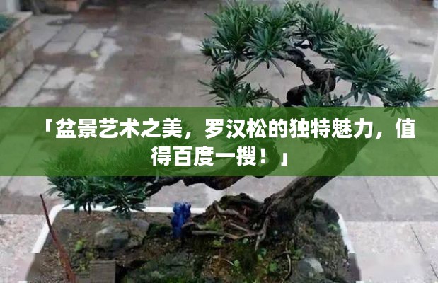 「盆景艺术之美，罗汉松的独特魅力，值得百度一搜！」