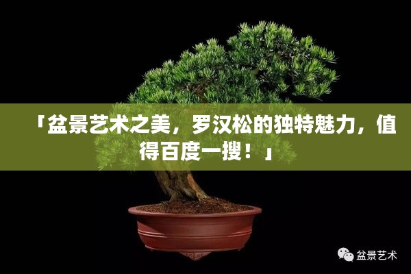 「盆景艺术之美,罗汉松的独特魅力,值得百度一搜!」