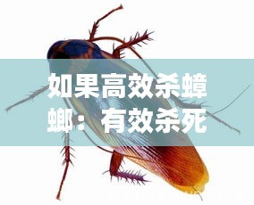 如果高效杀蟑螂：有效杀死蟑螂的办法 