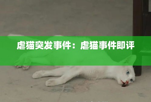 虐猫突发事件：虐猫事件即评 