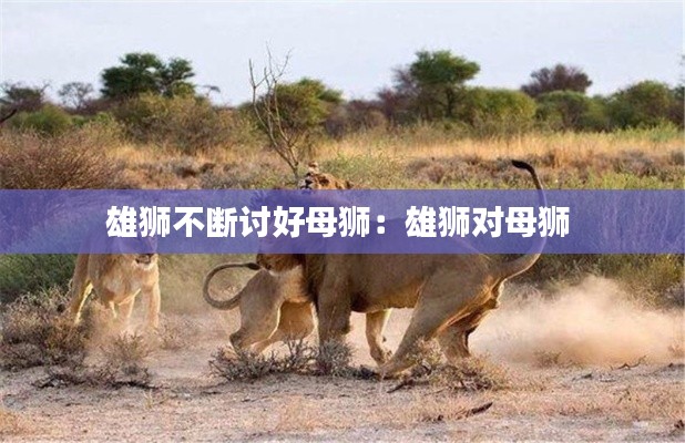 雄狮不断讨好母狮：雄狮对母狮 
