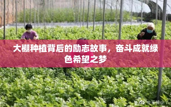 大棚种植背后的励志故事，奋斗成就绿色希望之梦
