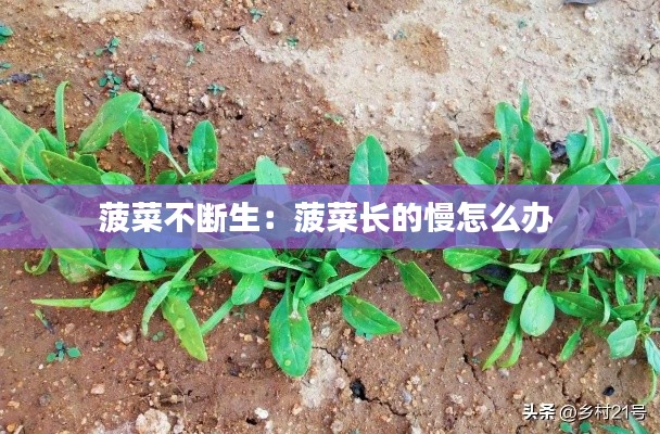 菠菜不断生：菠菜长的慢怎么办 