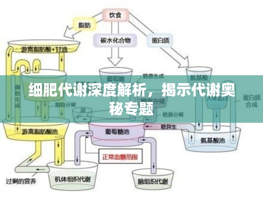 细肥代谢深度解析，揭示代谢奥秘专题
