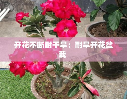 开花不断耐干旱：耐旱开花盆栽 