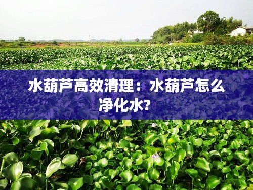 水葫芦高效清理：水葫芦怎么净化水? 