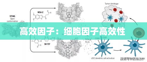 高效因子：细胞因子高效性 