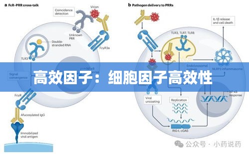 高效因子:细胞因子高效性