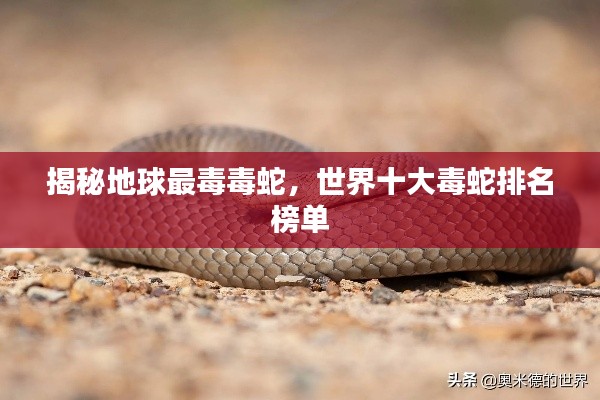 揭秘地球最毒毒蛇,世界十大毒蛇排名榜单