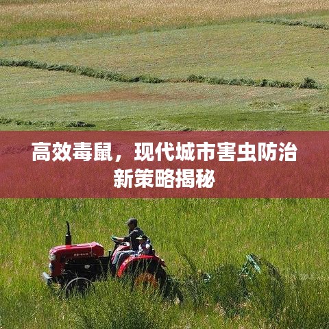 高效毒鼠，现代城市害虫防治新策略揭秘