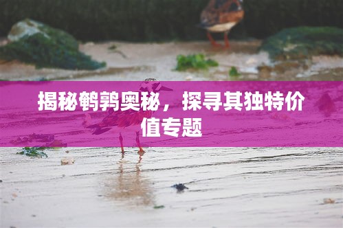 揭秘鹌鹑奥秘，探寻其独特价值专题