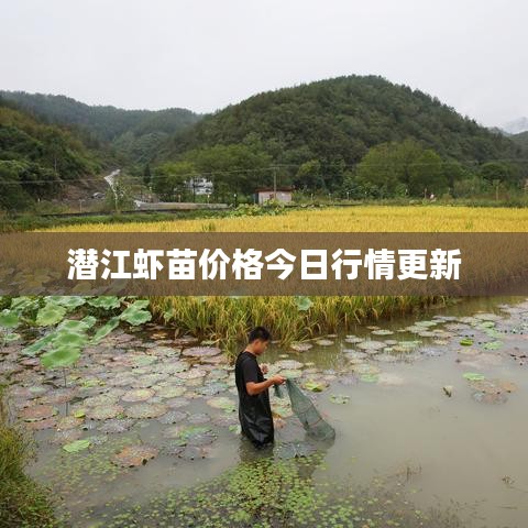 潜江虾苗价格今日行情更新