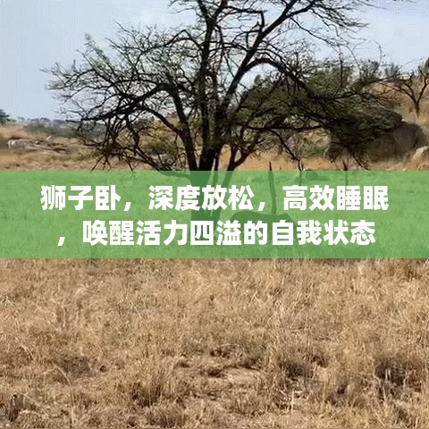 狮子卧，深度放松，高效睡眠，唤醒活力四溢的自我状态
