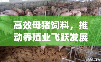 高效母猪饲料，推动养殖业飞跃发展